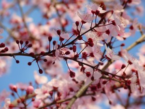 Almendro en flor y botones florales