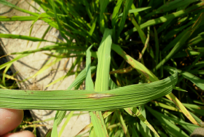Daño Piricularia- Sanidad Vegetal GVA