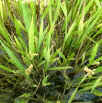 Daños helmintosporium- Sanidad Vegetal GV